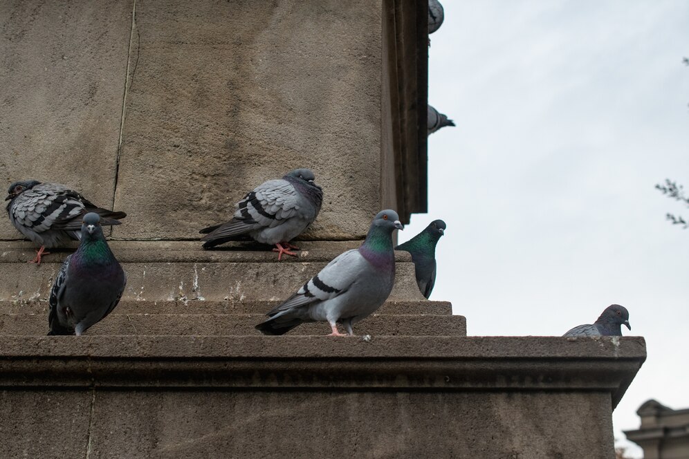 Come allontanare i piccioni in maniera etica